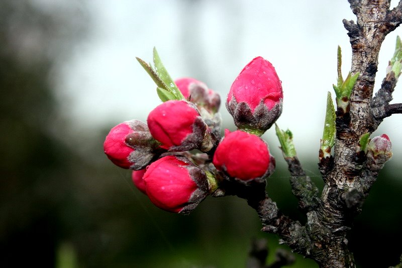 蕾芽情缘 摄影 水火冰人