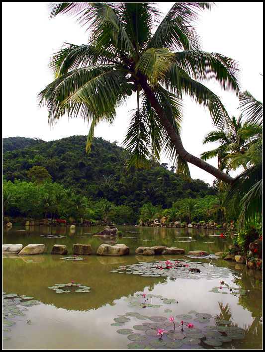 热带雨林2 摄影 广义