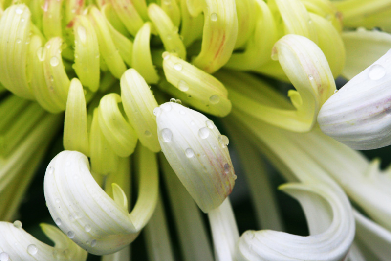 菊花 摄影 浪公