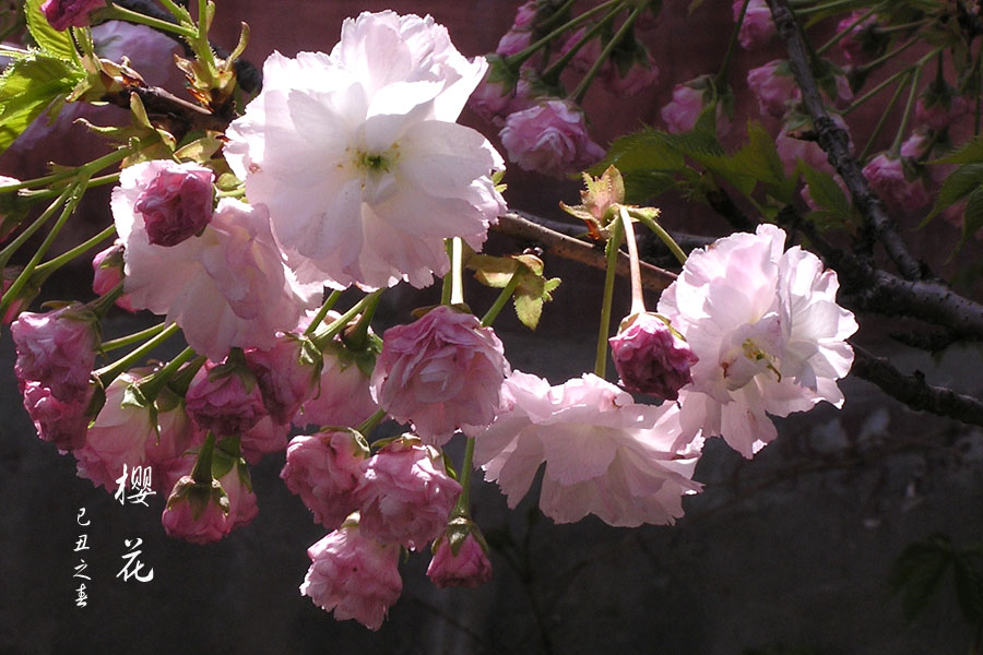 樱花 摄影 晋风