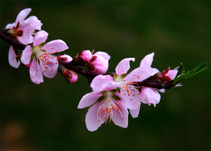 桃花. 摄影 黄牛