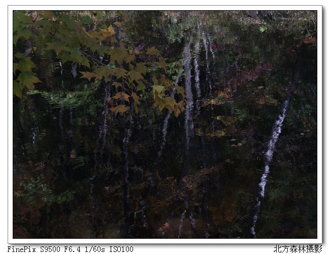 油画 摄影 北方森林