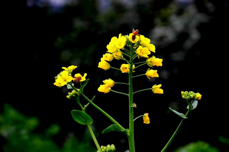 油菜花 摄影 近山远水