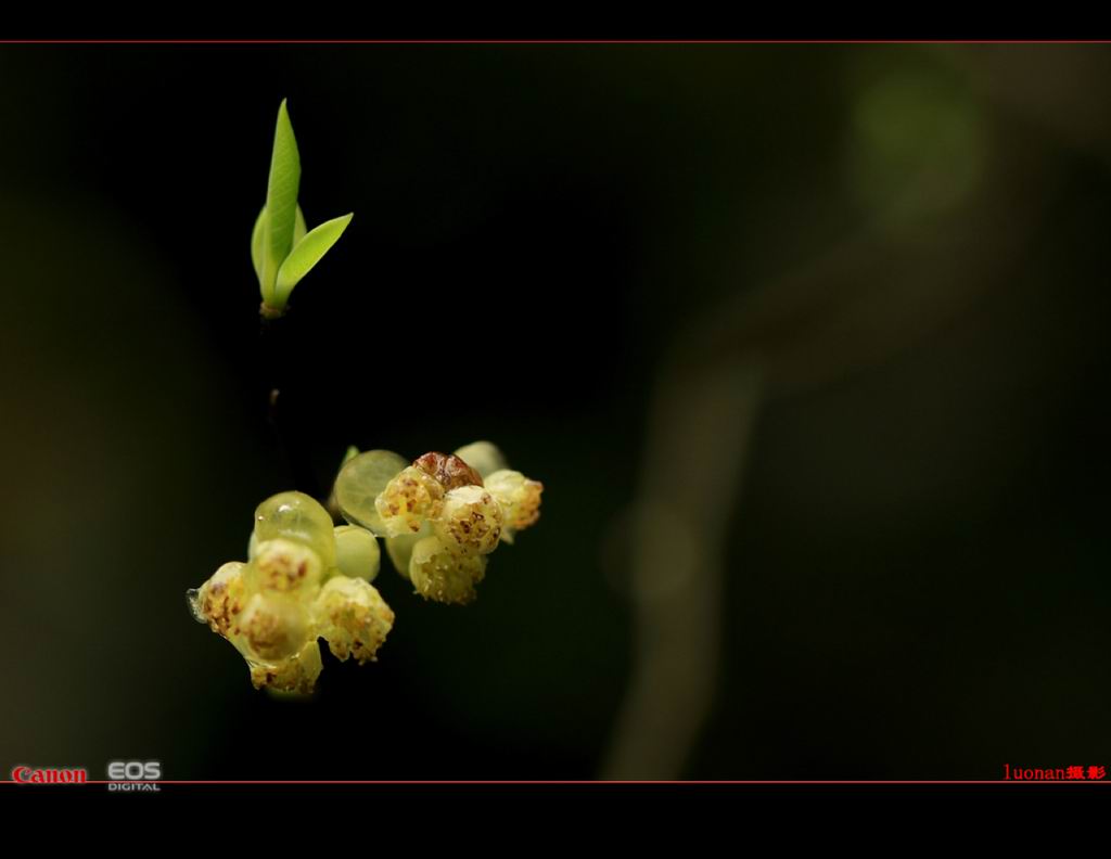 春蕾与春芽 摄影 南极翁