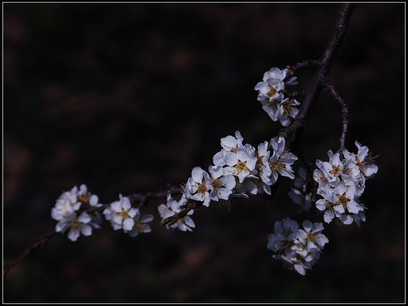 春花。。。 摄影 光影之舟