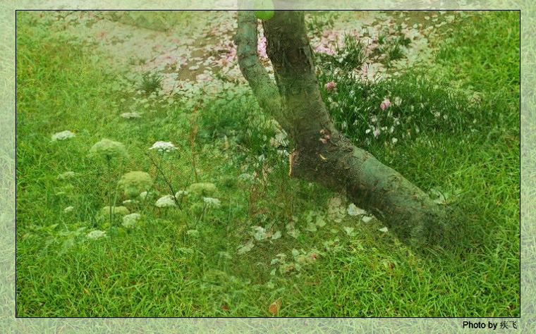 满院落花春寂寂，断肠芳草碧。（唐）韦 庄 摄影 疾飞