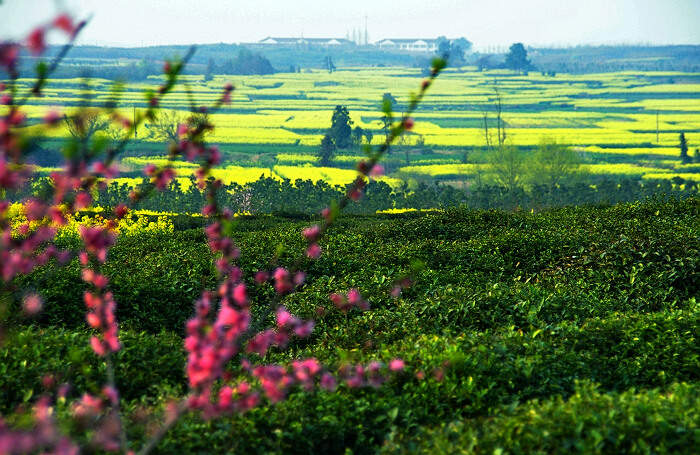 菜花开了2 摄影 水佐岗