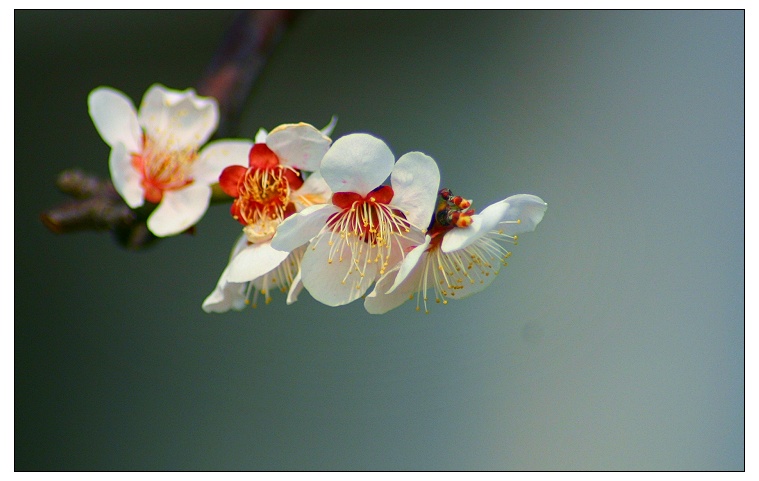 花 摄影 松涧月