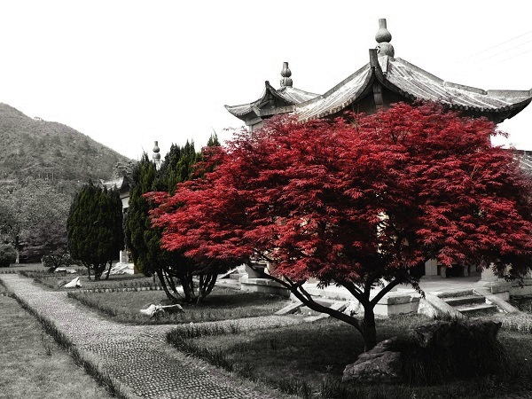 闲庭（续2） 摄影 烂柯山