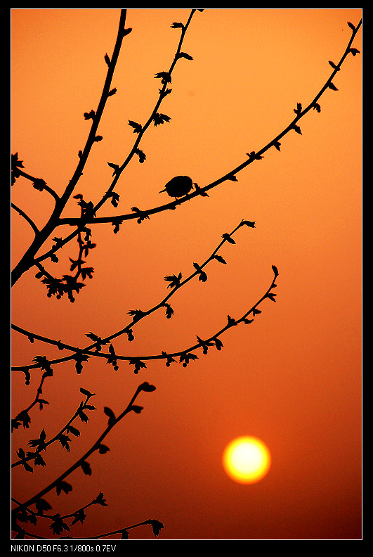 枝头*夕阳 摄影 多味斋主