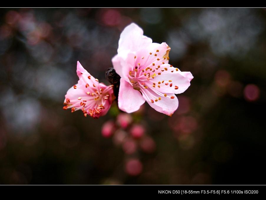 记录春天（桃花） 摄影 维仔