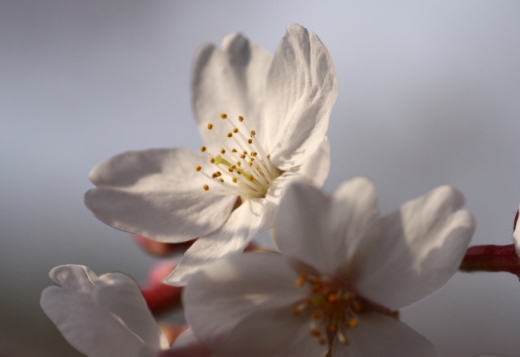 樱花 摄影 无名小花