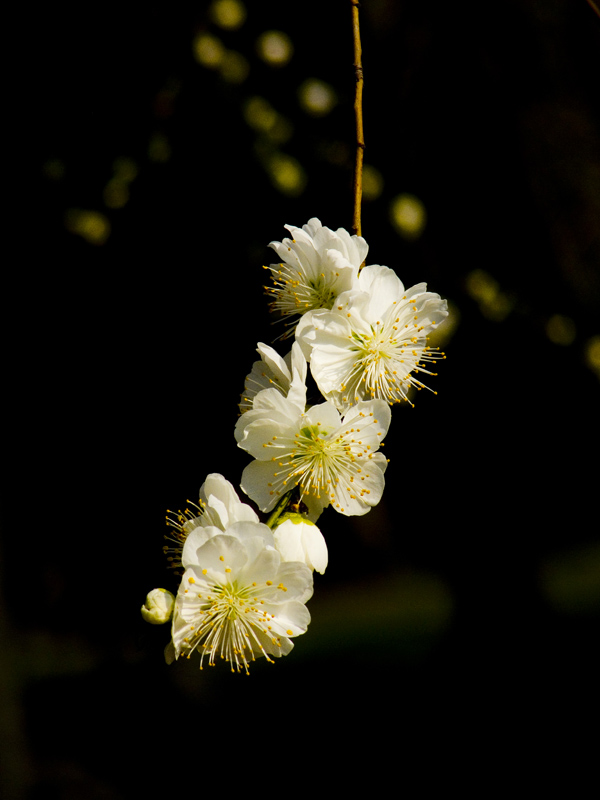 山桃花 摄影 岩影