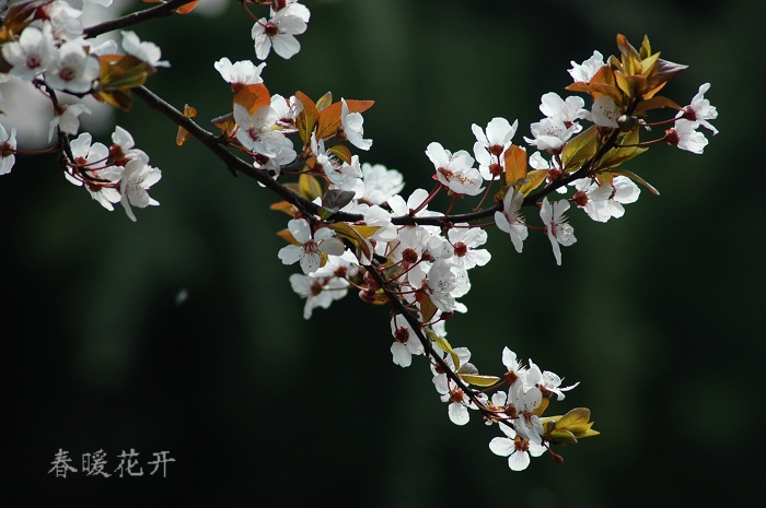 春暖花开 摄影 阿森666