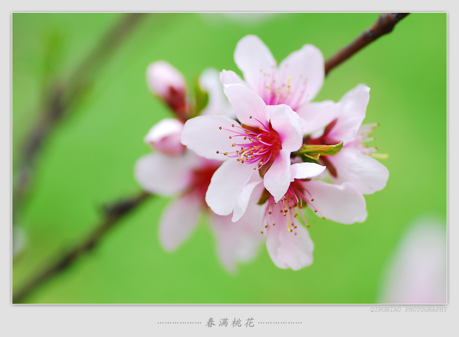 春满桃花 摄影 青鸟