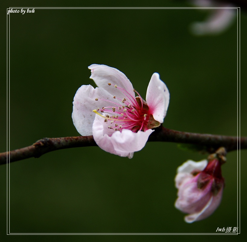 桃花 摄影 L新学员