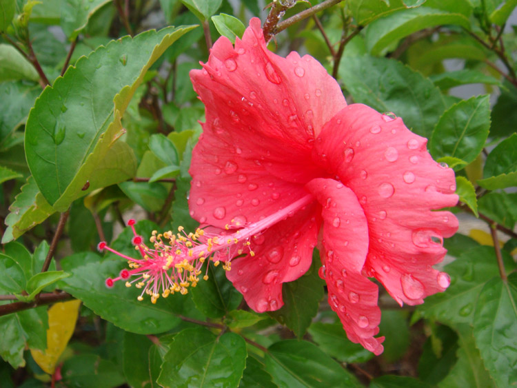 幸运之花  雨中盛放 摄影 蔷薇梢