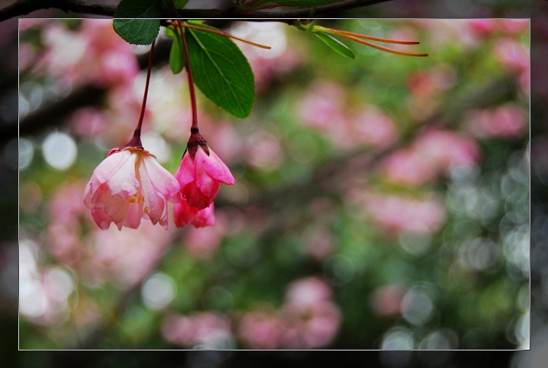 花开花落 摄影 花蘑菇