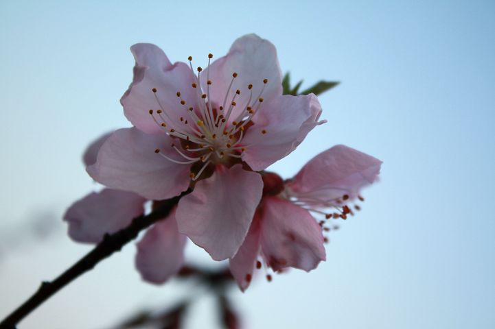 桃花韵5 摄影 平安