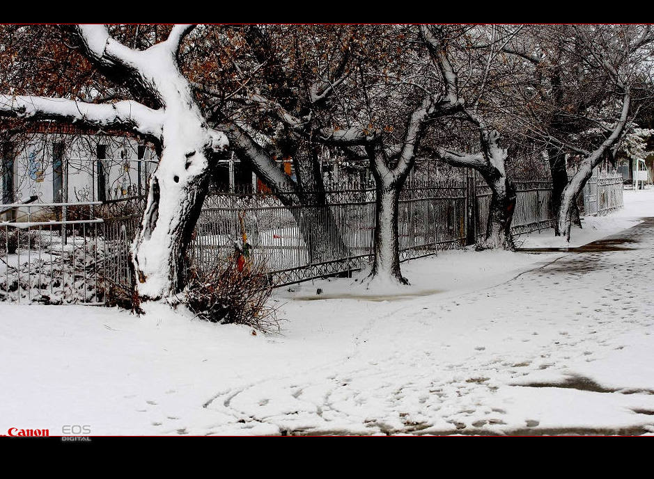 三月雪2 摄影 六六七