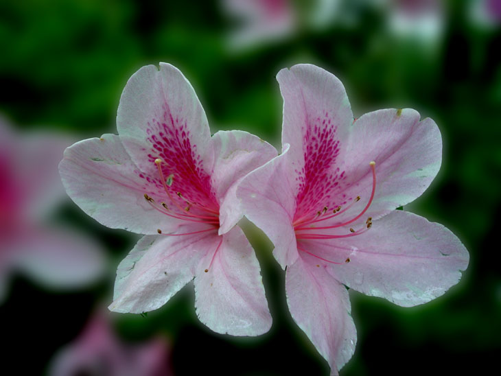 杜鹃花 摄影 华夏天骄