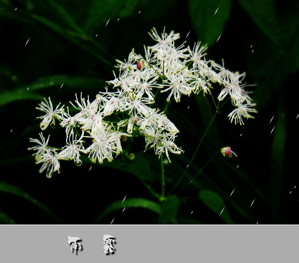 【 雨  祭 】 摄影 林小慧