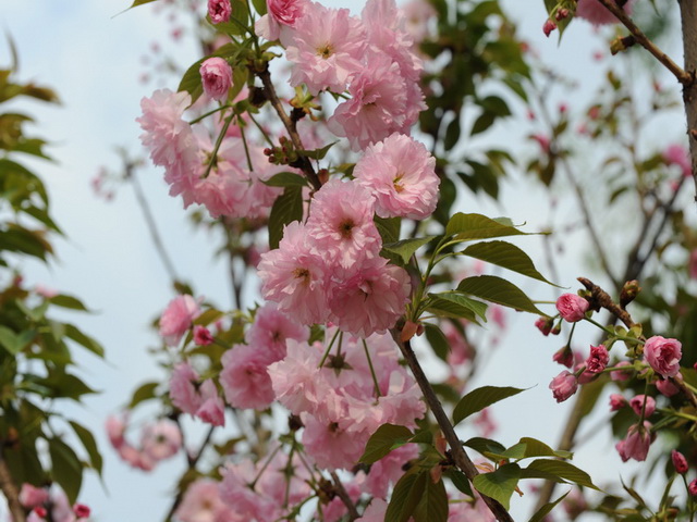 樱花 摄影 jianzhon