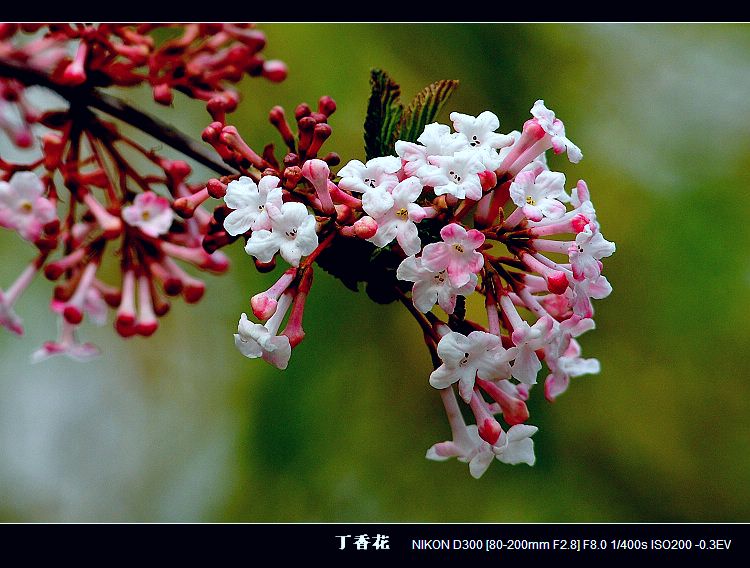 丁香花 摄影 青石半岛