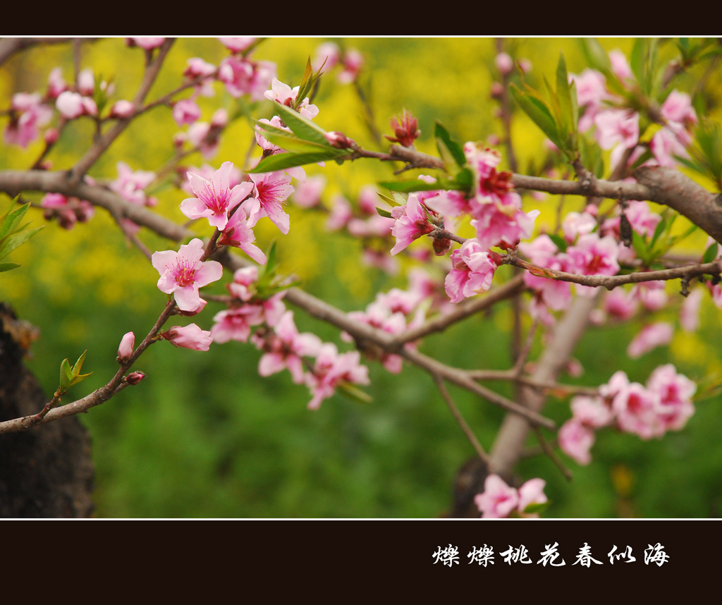 烁烁桃花春似海  ( 请点击放大观看 ) 摄影 qsl772