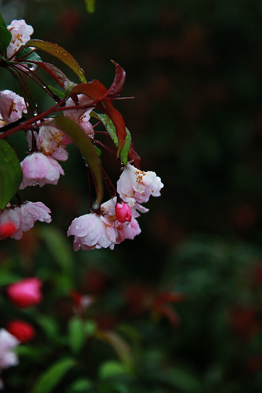 雨中花 摄影 yatt