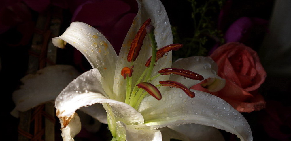 喷了水的百合花 摄影 虫眼看世界