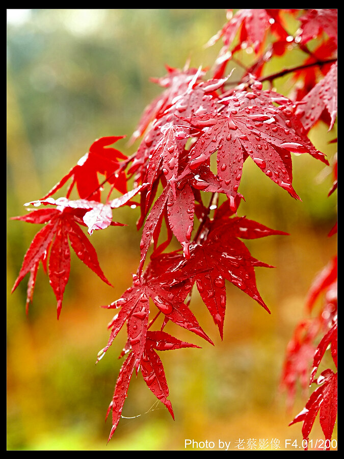 雨中枫叶 摄影 闽南戏子