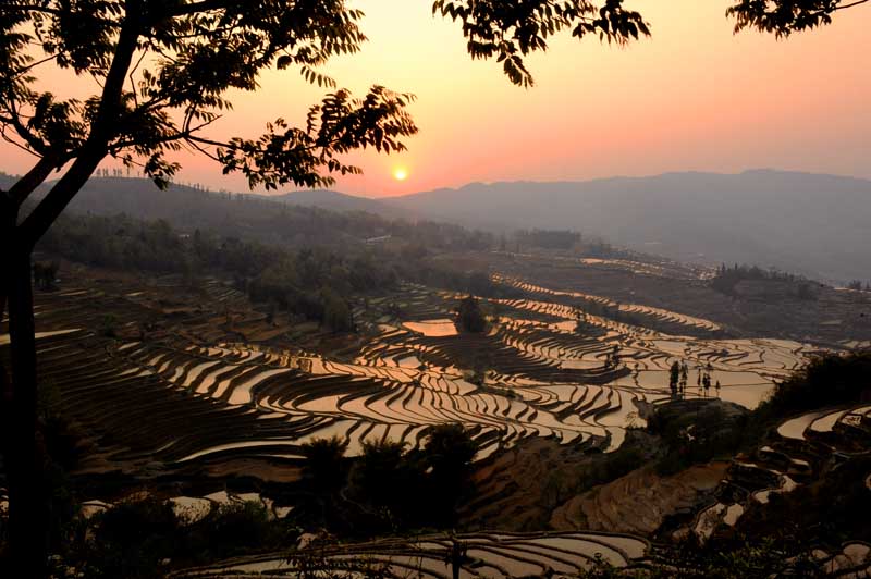 茶场夕阳 摄影 老朽