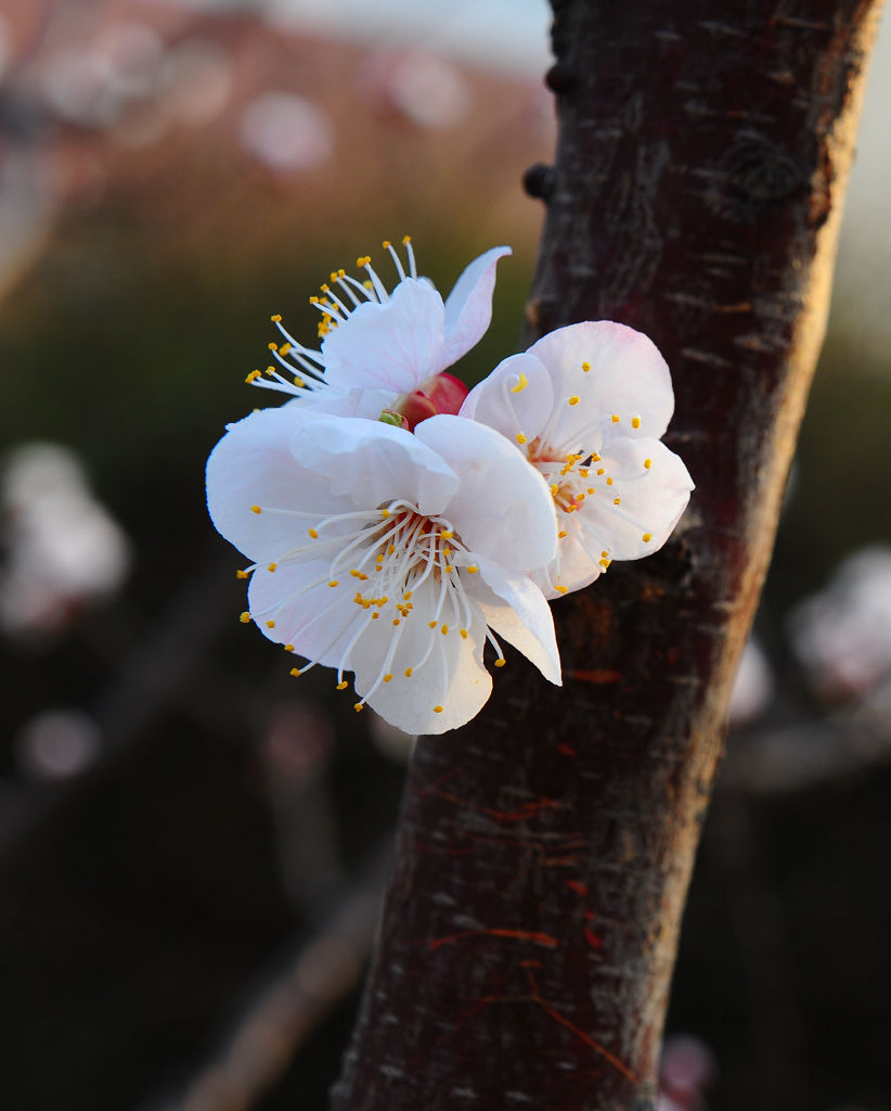 花1朵 摄影 长乐将军