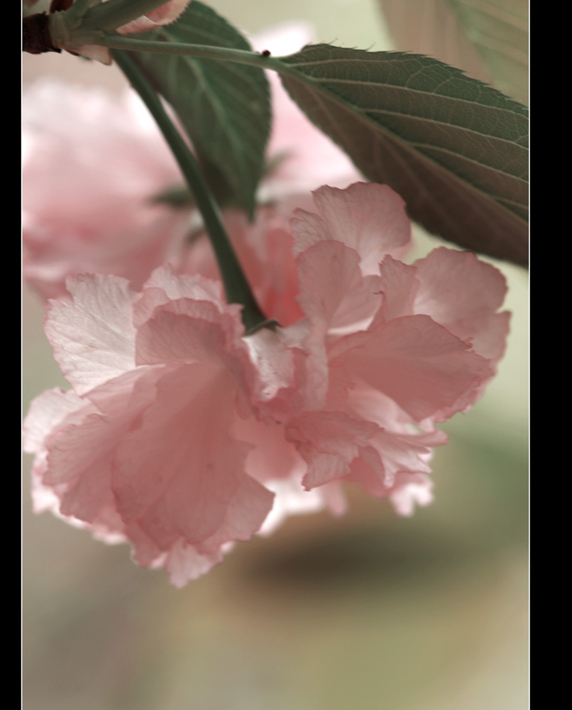 樱花1 摄影 湘人子逸