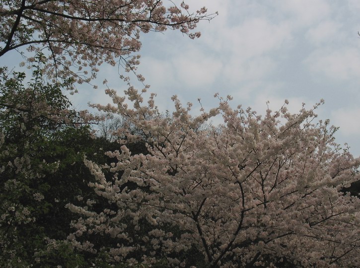 武汉大学樱花开 摄影 紫叶