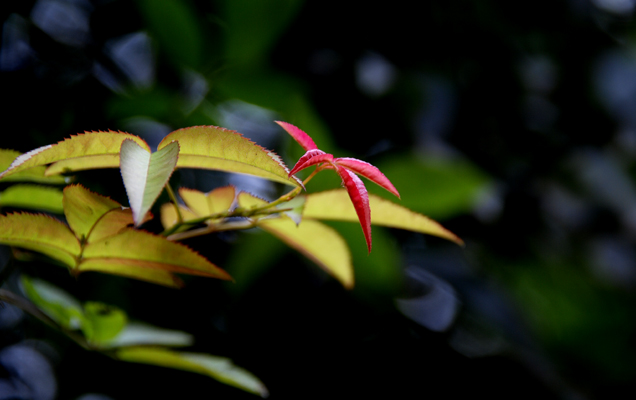 [拙品.原创]  春之芽  绿之源(4) 摄影 老格