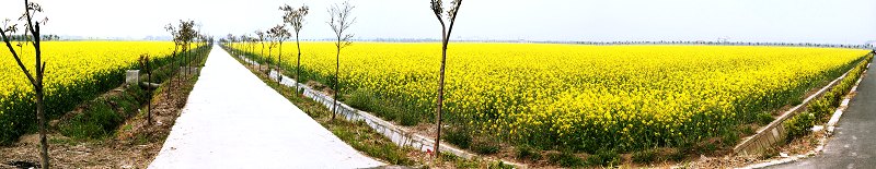 奉贤庄行油菜花 摄影 礼呈宝