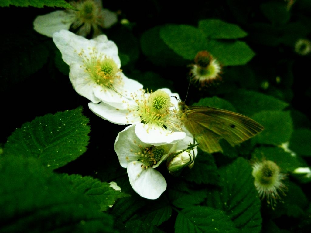 蝶恋花 摄影 琳茜莹