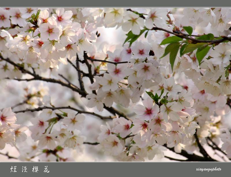 烂 漫 樱 花 摄影 xiayang