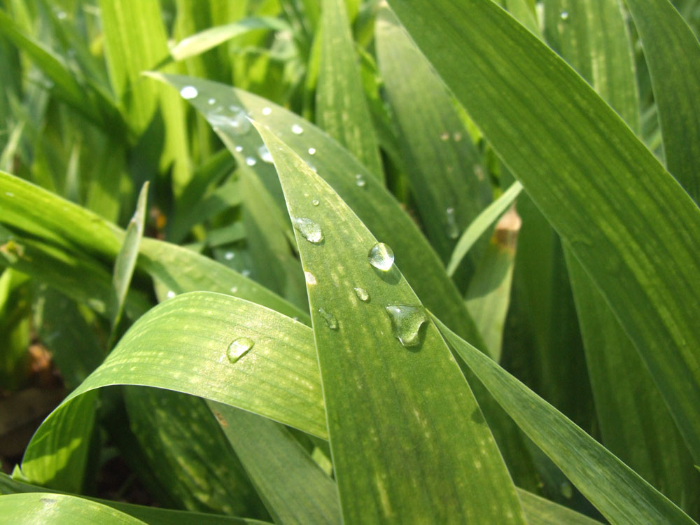 雨后青草 摄影 喧囂都市