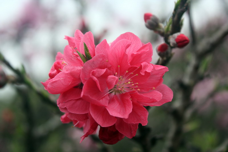 春花春意 摄影 水火冰人