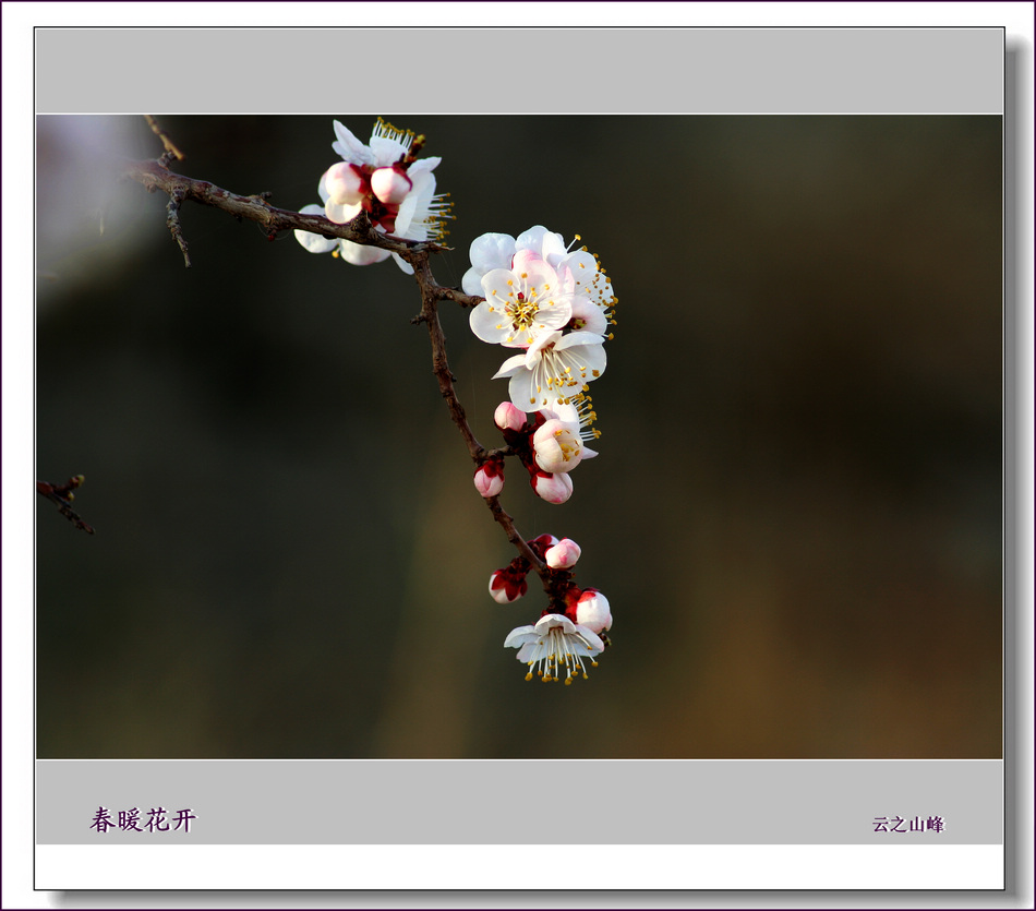 春暖花开 摄影 云之山峰