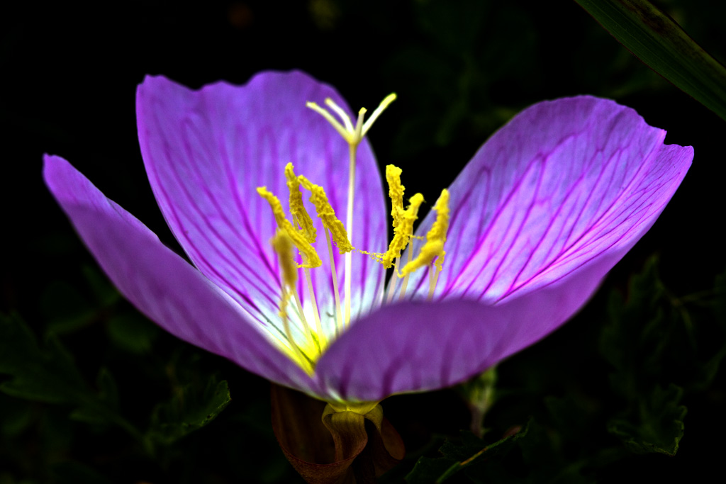 花中芭蕾 《一》 摄影 休斯顿