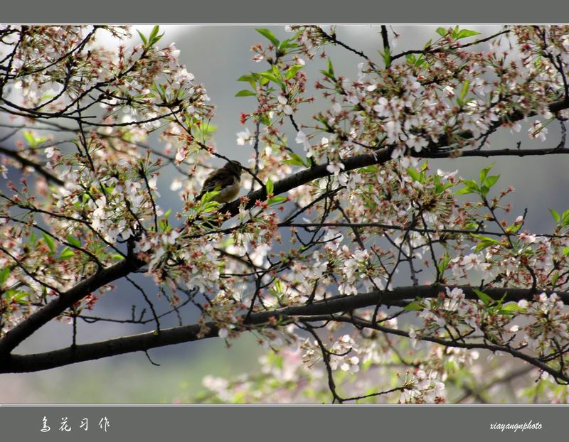 鸟 花 习 作 摄影 xiayang