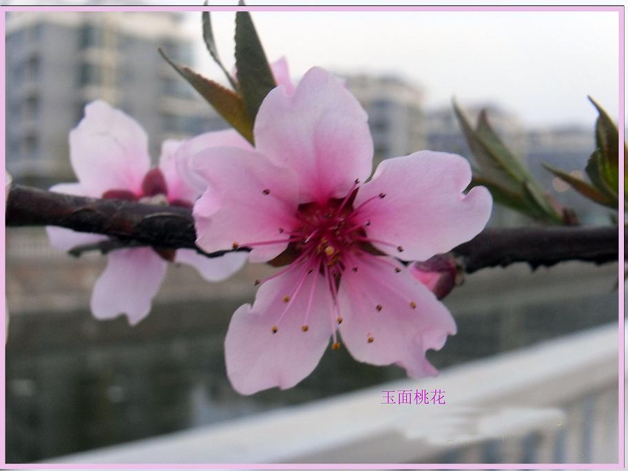 桃花 摄影 寒水石