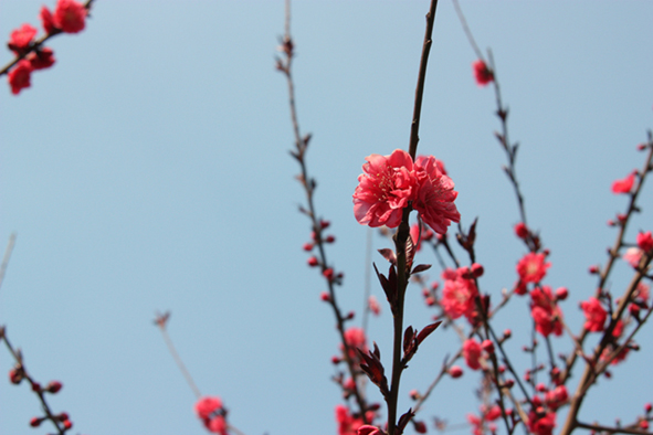 吐露芬芳 摄影 随机自由人