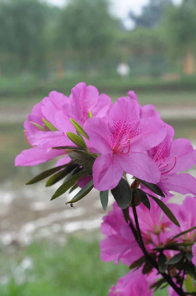 花养眼 摄影 爱琴海岸