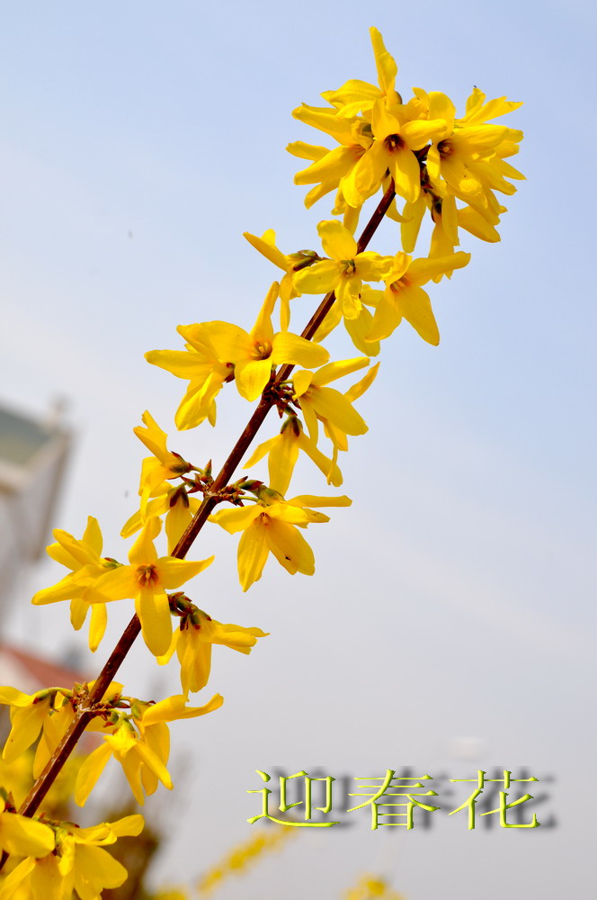 迎春花 摄影 渤海红柳