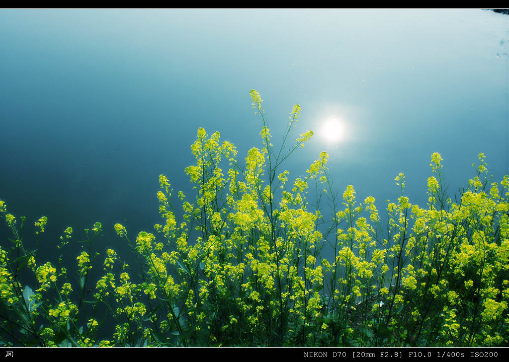 水色菜花 摄影 王冈